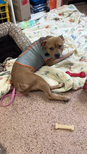 Con mucho esfuerzo, los voluntarios