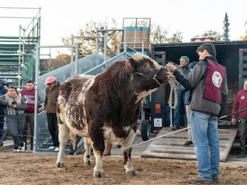 La raza Shorthorn se destaca