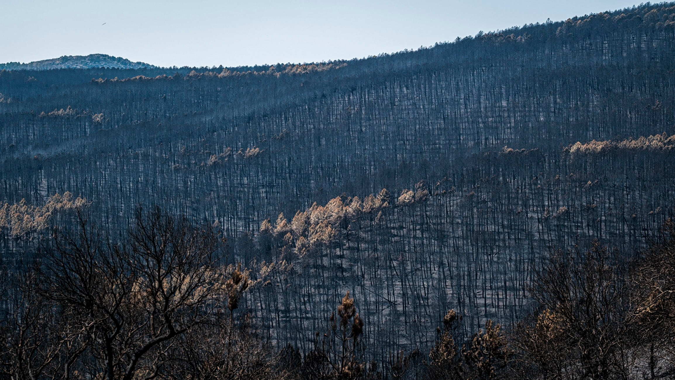 Bosque calcinado por el fuego dos semanas después de declararse el incendio forestal en La Mierla (Guadalajara). (EFE/Nacho Izquierdo)