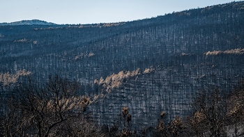 Uma floresta queimada duas semanas depois do incêndio florestal em La Mierla (Guadalajara). (EFE/Nacho Izquierdo)