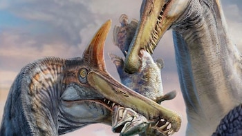 Encuentran una nueva especie de