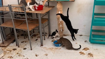 Hallan 26 gatos en condiciones miserables en la casa del sujeto que atacó a martillazos a la veterinaria en costa Rica
