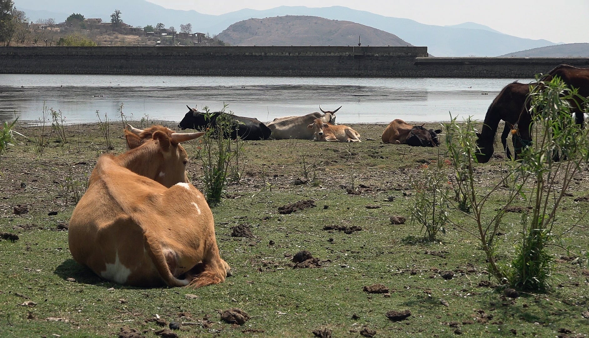 Sequía afecta cultivos de maíz en el Edomex y campo de Guerrero (EFE/Jesús Méndez)