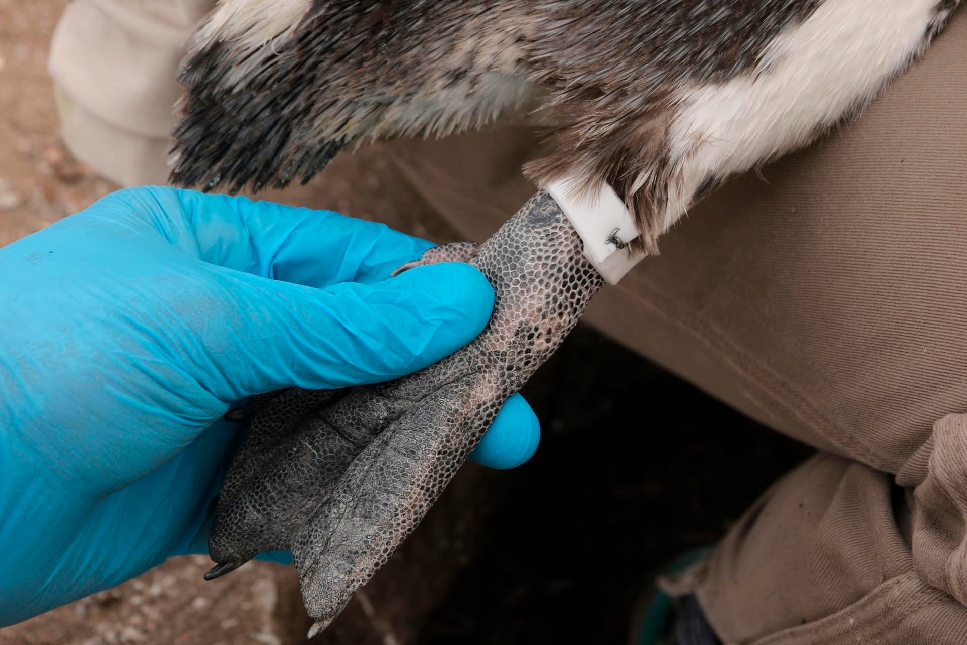 Investigadores de Argentina y Estados Unidos colocaron bandas de silicona en 55 pingüinos de Magallanes entre 2022 y 2025 para medir contaminantes en su entorno (UC DAVIS)