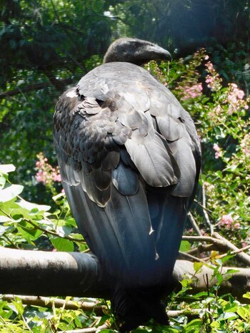 Hasta el momento han nacido