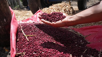 Honduras impulsan nuevas variedades de frijol para reforzar la seguridad alimentaria