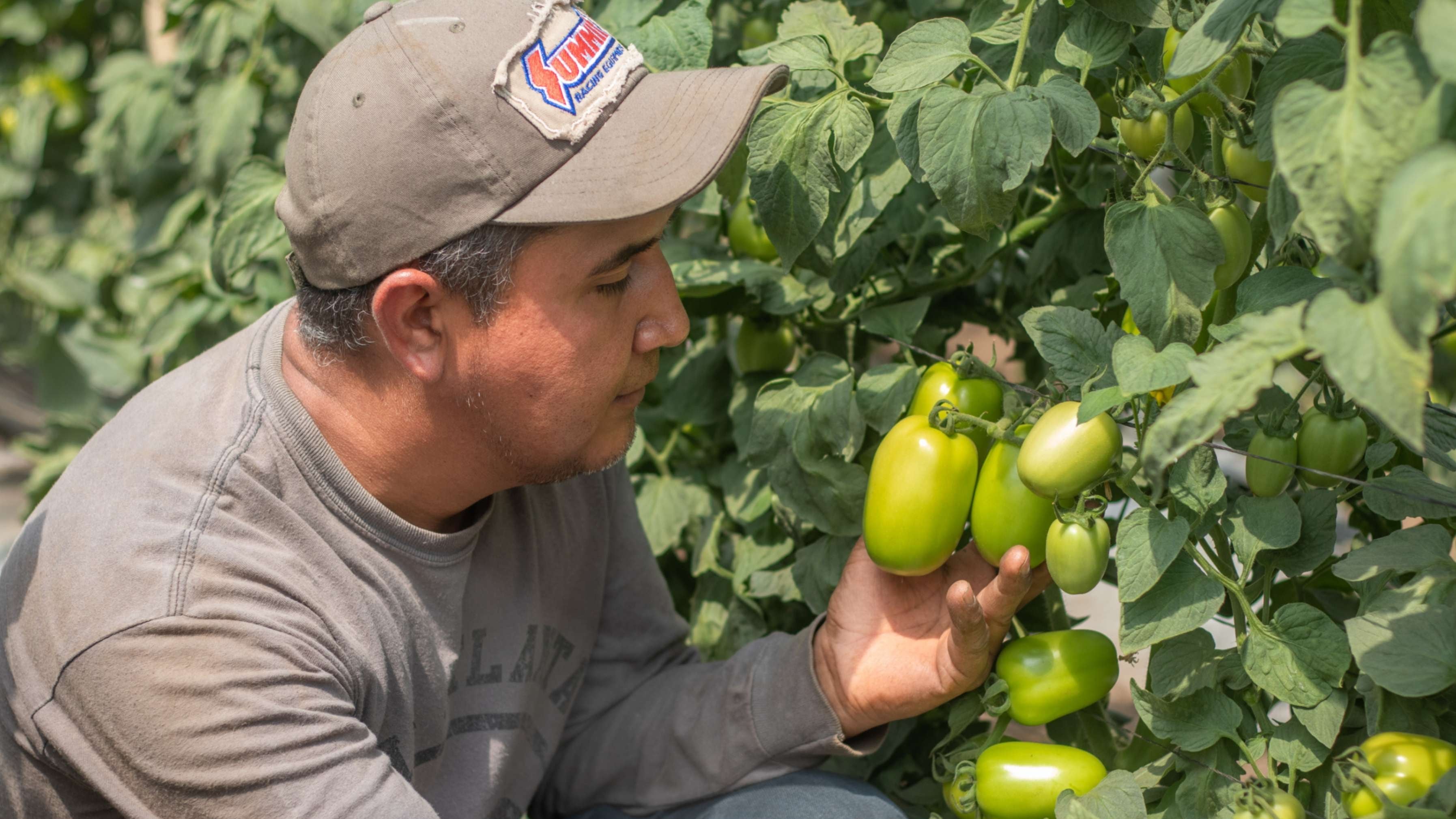 El Programa Aumento a la Producción impulsa el incremento sostenible en la producción nacional de alimentos y la sustentabilidad agropecuaria. (Foto cortesía Ministerio de Agricultura)