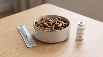 Un cuenco con croquetas para perro, una jeringa de insulina con envase y un frasco de insulina veterinaria en una mesa de madera.