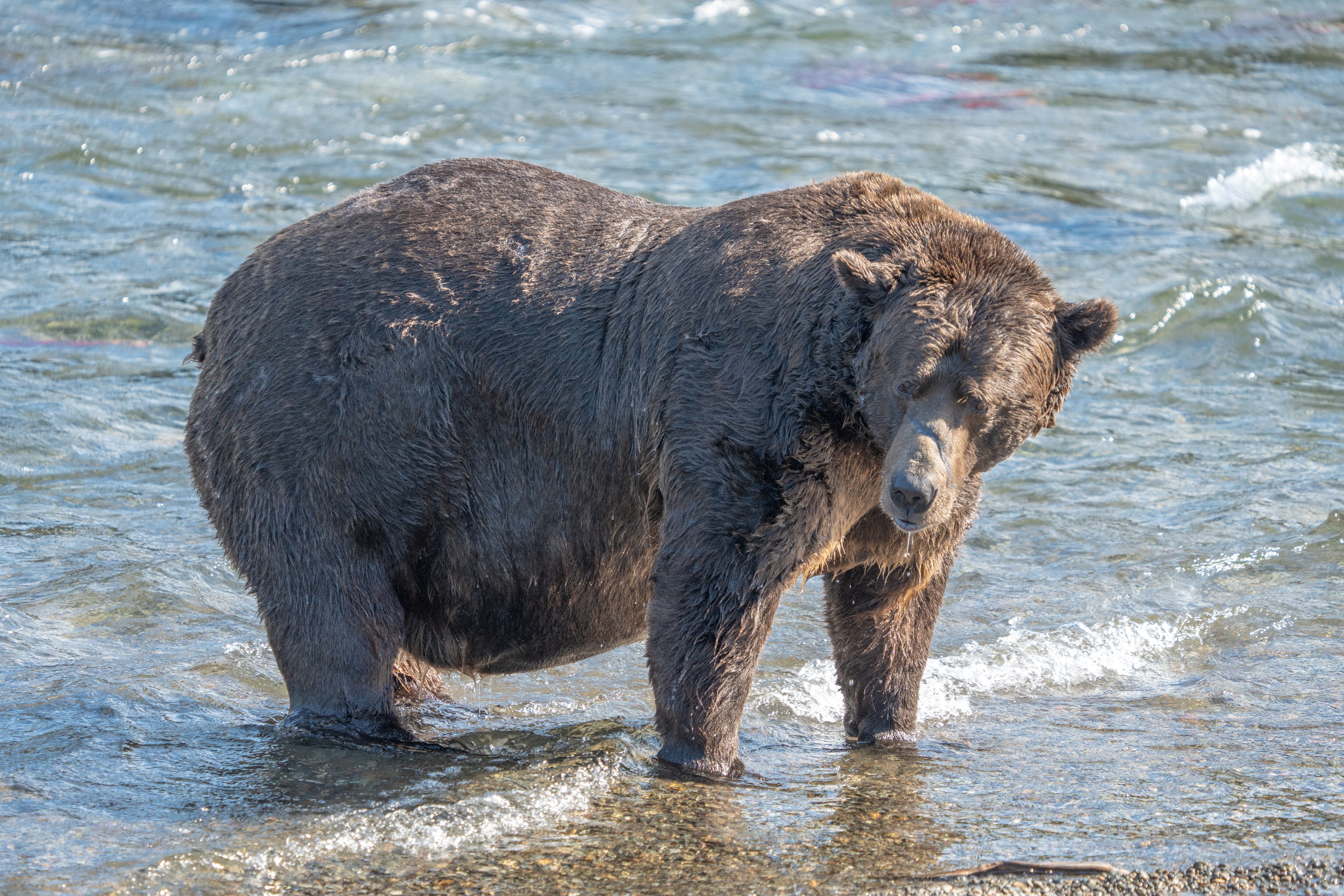 Los osos pardos necesitan almacenar un gran porcentaje de grasa para sobrevivir el invierno. (F. Jimenez/U.S. National Park Service/Handout via REUTERS)