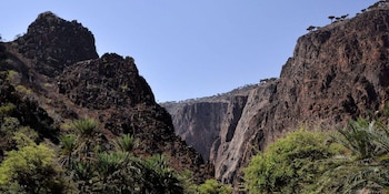 Más del 37% de las plantas y hasta el 95% de los caracoles terrestres de Socotra son endémicos del archipiélago y no existen en otras regiones del mundo (Wikimedia Commons)