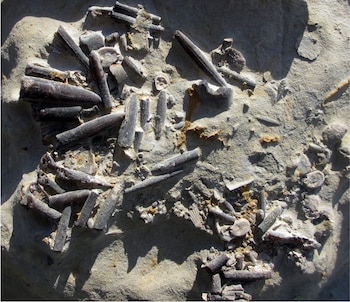 Múltiples fósiles alargados de belemnites y fragmentos redondos de otros organismos marinos incrustados en una roca de color claro