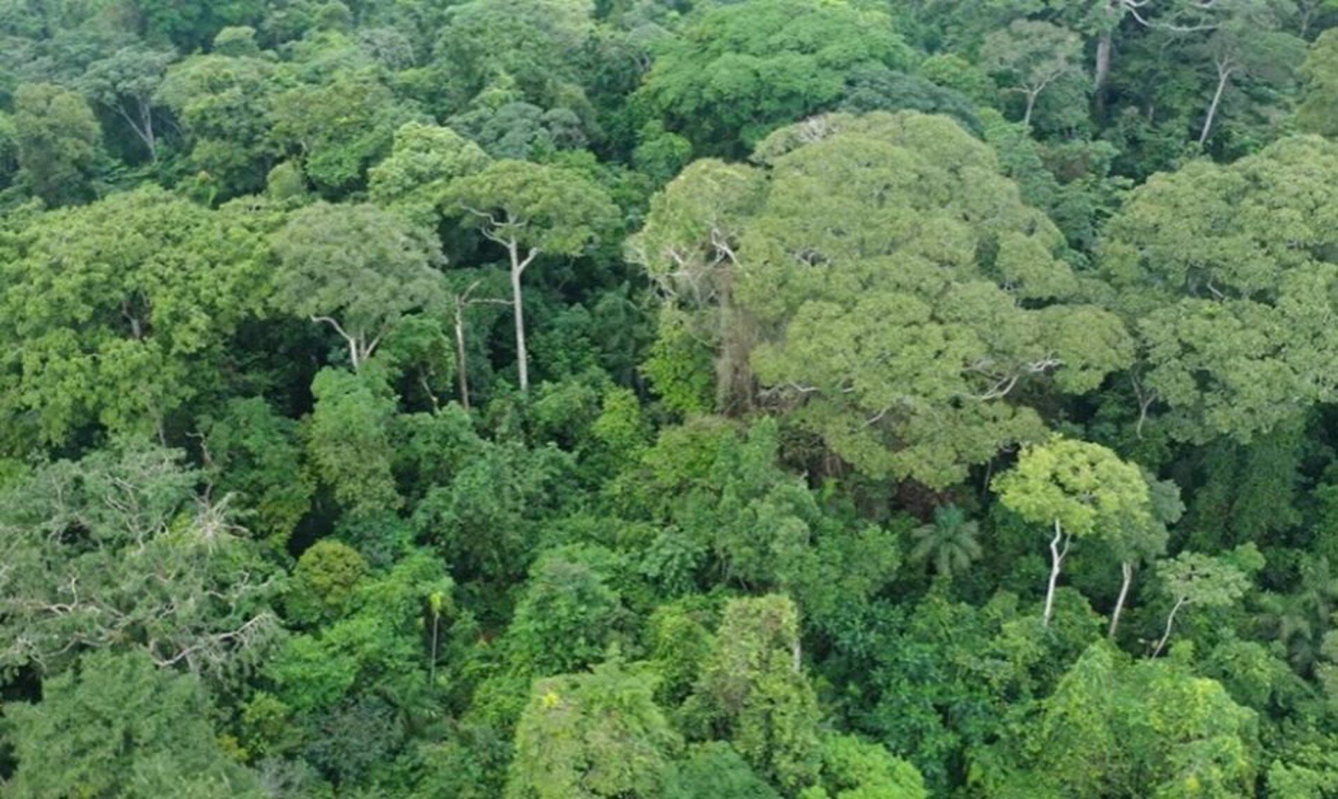 Los bosques son el pulmón del planeta