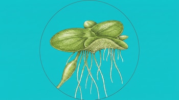 Ilustración de una planta acuática verde con hojas y raíces extendidas, situada dentro de un círculo sobre un fondo azul claro.