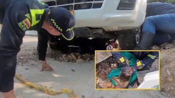 Un oso hormiguero se enredó