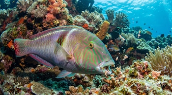 Pez con patrones verdes, rosados y morados, tiene la boca abierta con alimento en un arrecife de coral con agua azul.