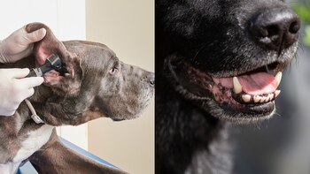 Otite e alitosi nei cani: