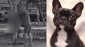 Agredió a su perrita en