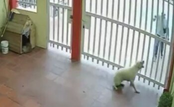 Momento en el que 'Kira'