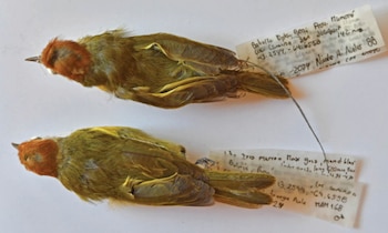 Dos aves de plumaje verde y cabeza castaña yacen sobre un fondo blanco junto a etiquetas de papel con anotaciones manuscritas