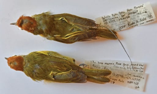 El análisis genético de ADN mitocondrial y genes nucleares diferenció al Hylophilus moxensis de las especies similares del género Hylophilus (Gentileza, estudio Una nueva especie de verdillo de Bolivia del grupo Hylophilus poicilotis/amaurocephalus (Vireonidae), publicado en Avian Systematics)