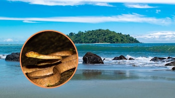 Descubren dos nuevas especies de