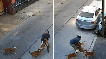 Alerta en Bernal: vecinos denuncian que dos pitbulls sueltos atacan mascotas y personas en el medio de la calle