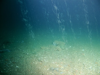 29/07/2012 Fugas de metano en el fondo alrededor de pozos abandonados en el Mar del Norte
POLITICA
ROV-TEAM/GEOMAR / ROV-TEAM/GEOMAR
