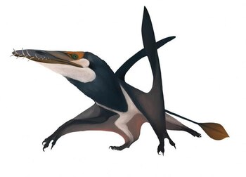 Una ilustración de un equipo de investigadores muestra a uno de los reptiles voladores más antiguos jamás descubiertos, un pterosaurio llamado Dearc, que vivió en la era Jurásica y cuyo fósil fue hallado en una playa de roca caliza en una isla en Escocia. Natalia Jagielska/Handout via REUTERS . ATENCIÓN EDITORES: ESTA IMAGEN FUE PROVISTA POR UNA TERCERA PARTE