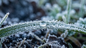Primer plano de una brizna de hierba verde recubierta de cristales de hielo con varias gotas de agua transparentes en la superficie.