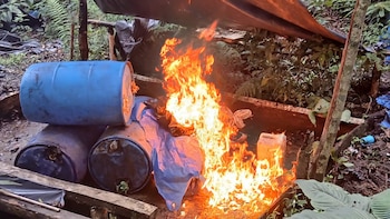 Erradican 56 mil arbustos de hoja de coca y destruyen laboratorio rústico en Honduras