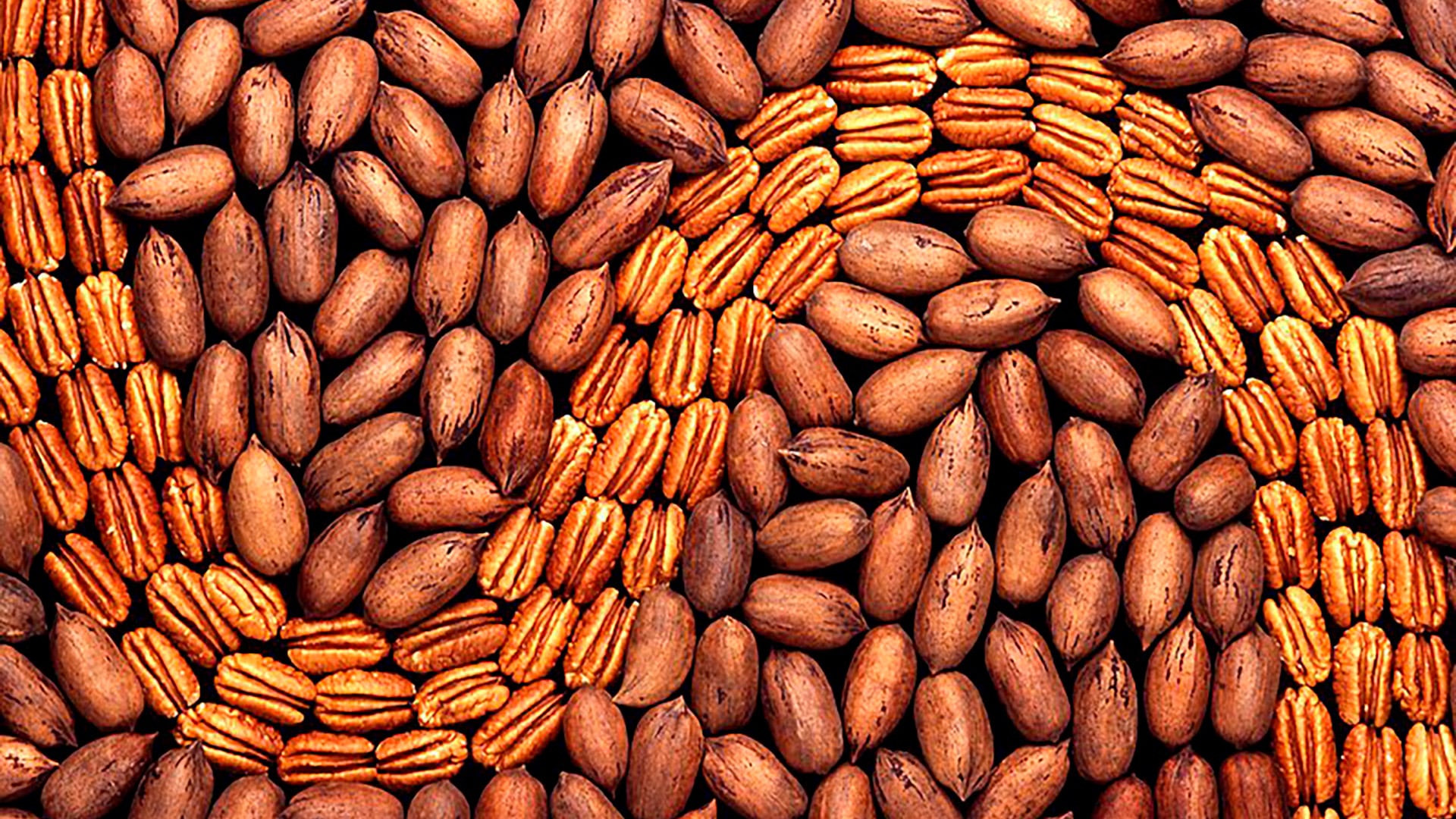 El consumo regular de nueces pecanas se asocia con mejoras en la salud cardiovascular y reducción del riesgo de enfermedad coronaria
(Crédito Wikipedia)