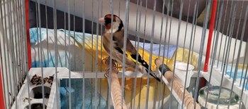 Imagen del jilguero subida por