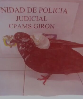 Los comentarios que dejó la paloma interceptada con cables para celulares en una cárcel de Girón, Santander - crédito cortesía a Infobae Colombia
