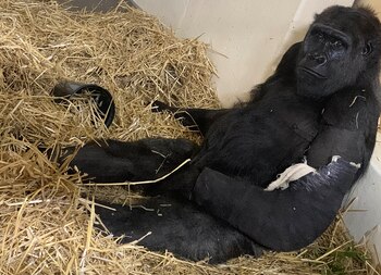 La gorila tolera mejor la férula de titanio que la de yeso que le fue colocada durante su cirugía. (Cincinnati Zoo)