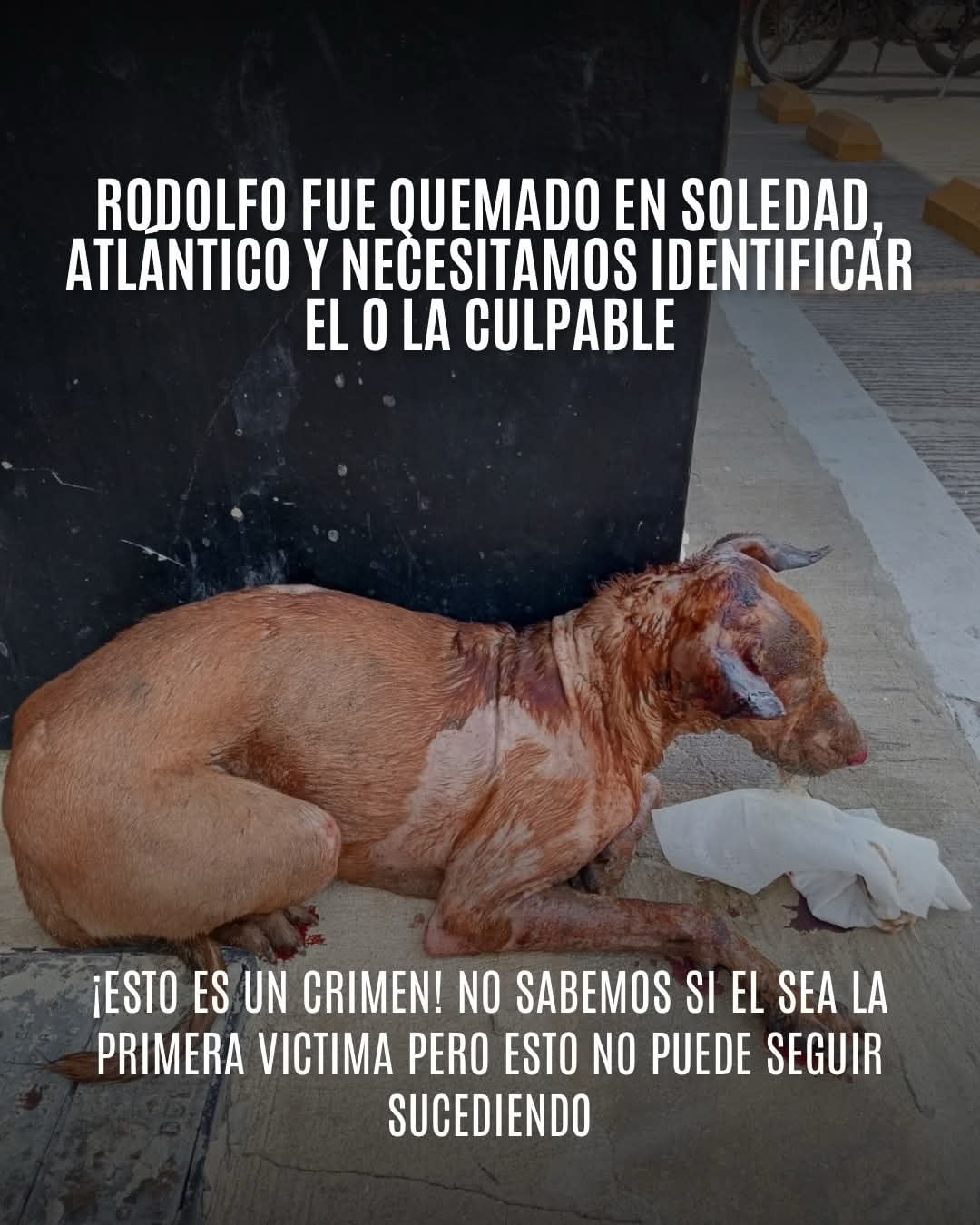 Las personas a cargo del animal piden apoyo de la comunidad para encontrar a los responsables del ataque - crédito Fundación Mascoty / Facebook