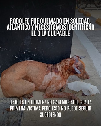 Las personas a cargo del animal piden apoyo de la comunidad para encontrar a los responsables del ataque - crédito Fundación Mascoty / Facebook