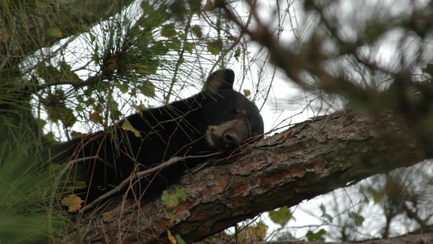 Florida reabre la cacería de osos y desata una nueva pulseada ambiental