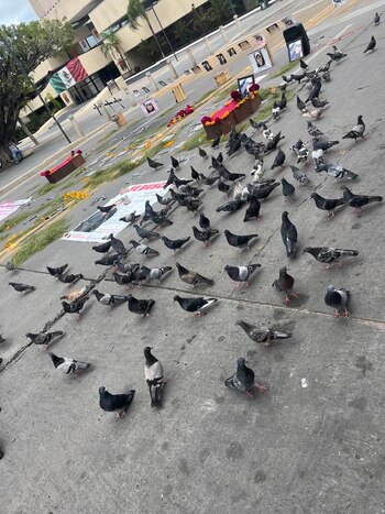 Foto: Madres en Resistencia Chiapas