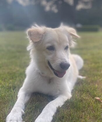 Usuarios de redes sociales expresan