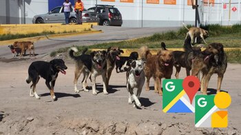 Científicos peruanos han adaptado Google Street View para identificar y contar perros callejeros en Arequipa. (Composición: Infobae / Andina)