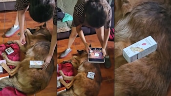 Perrito se convierte en estrella