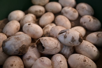 Huevos de cocodrilo del Orinoco