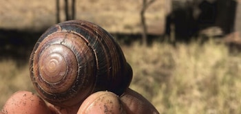 Dedos humanos sostienen una concha de caracol marrón en espiral sobre un fondo de vegetación seca