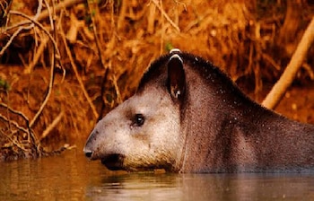 Tapir nadando en la Reserva San Jorge, en la provincia de Misiones