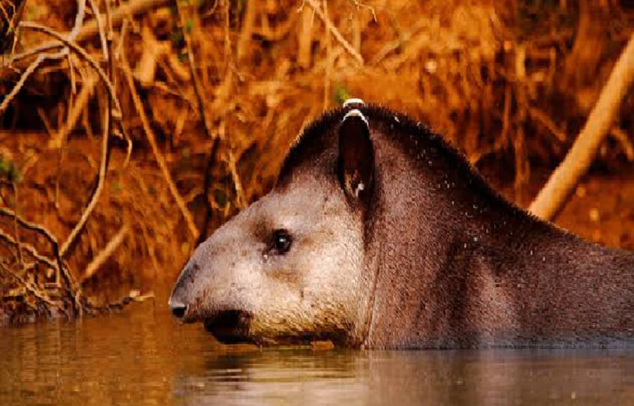 En el departamento de Iguazú, Misiones, la Reserva San Jorge, protege 16.500 hectáreas de selva paranaense, donde conviven dos emblemas de la biodiversidad argentina: el yaguareté y el tapir (PEFC)