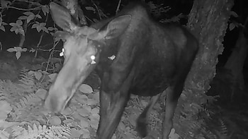 Las impresionantes imágenes de polillas