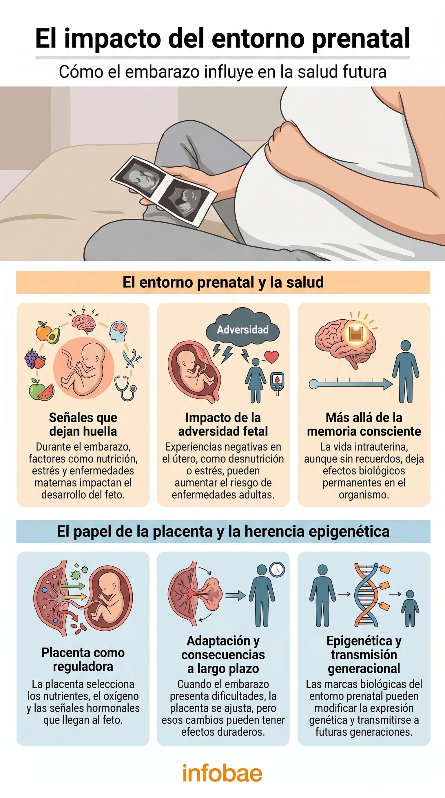 Esta infografía detalla cómo el entorno intrauterino, la función de la placenta y la epigenética influyen en el desarrollo fetal y la programación de la salud a lo largo de la vida. (Imagen Ilustrativa Infobae)