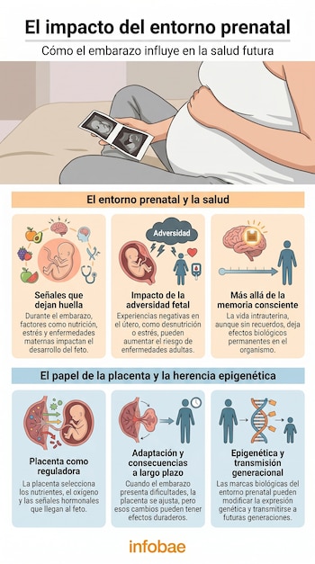 Infografía que muestra a una mujer embarazada sosteniendo imágenes de ecografía, con paneles que explican la influencia del entorno prenatal en el feto.