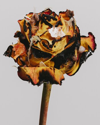 Parosmia, a condition that causes