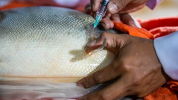 El consumo de pescado local